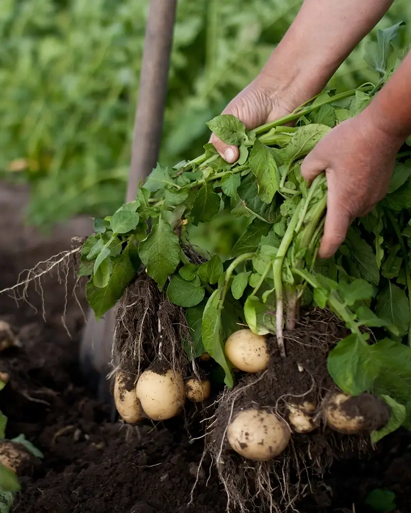 Plants de pommes de terres avec racine représentant la biomasse utilisée par Pili dans son procédé